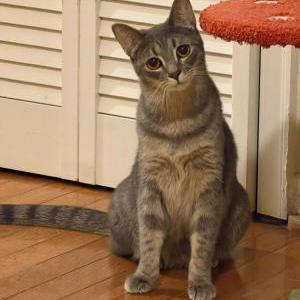 Image of Tilly, Lost Cat