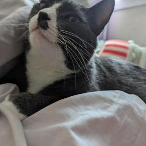 Image of Virtute, Lost Cat