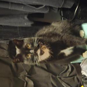 Image of Oliver, Lost Cat