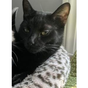 Image of Bear, Lost Cat