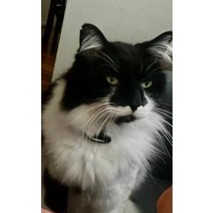 Image of Bruce, Lost Cat