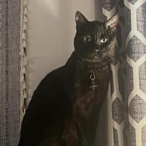 Image of Sid, Lost Cat