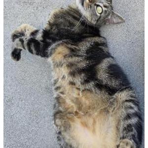 Image of Oswald, Lost Cat