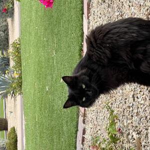 Image of Sophie, Lost Cat