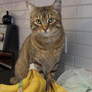 Image of Loki, Lost Cat