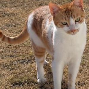 Lost 2 Cleo (TX)