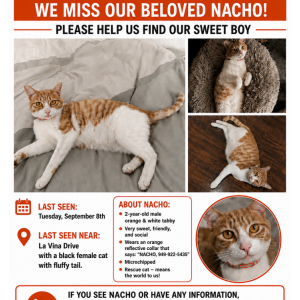 Image of Nacho Moon Wills, Lost Cat