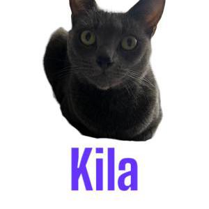 Lost 2 killa (Florida)
