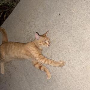 Image of Unknown, Found Cat