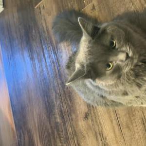 Image of Charlie, Lost Cat