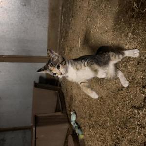 Image of Fish, Lost Cat