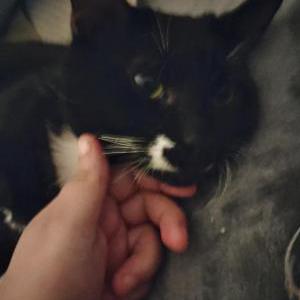 2nd Image of Nayna, Lost Cat