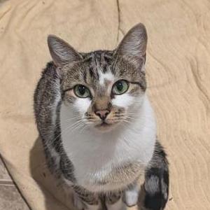 Image of Bella, Lost Cat