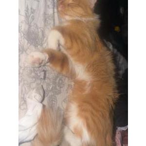 Image of Cheese, Lost Cat