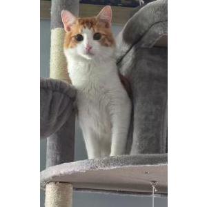 Image of Chip, Lost Cat