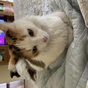 Image of Milo, Lost Cat