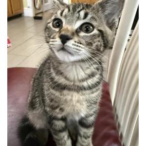 2nd Image of Kiko, Lost Cat