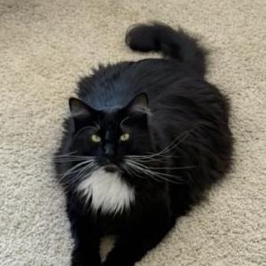 Image of Beauregard/ beau, Lost Cat