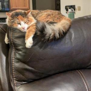 Image of Kibby, Lost Cat