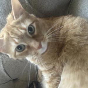 Lost Cat Leo
