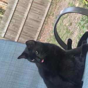 Image of Stinky, Lost Cat