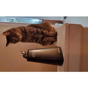 Lost Cat Bertie