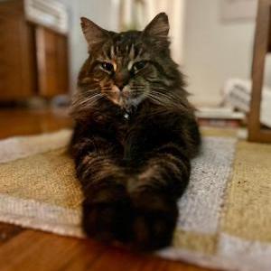 Lost Cat Thibault (