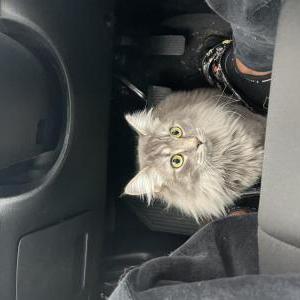 Image of Morty, Lost Cat