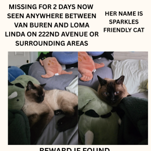 Image of Sparkles, Lost Cat