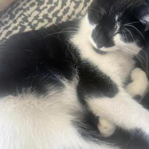 Image of Oreo, Lost Cat
