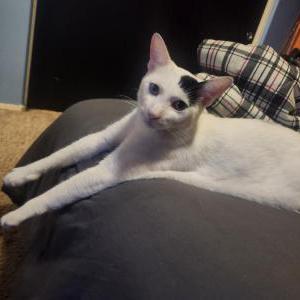 Image of Bo, Lost Cat