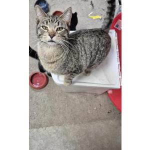 Image of Greg, Lost Cat