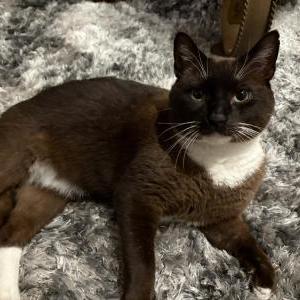 Image of Neto, Lost Cat