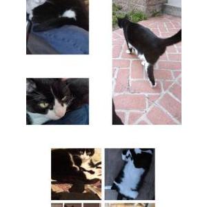 Image of Tupelo, Lost Cat