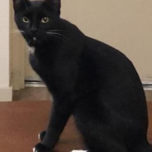 Image of Damsel, Lost Cat
