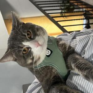 Lost Cat Babous