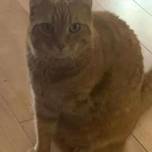 Image of Dp, Lost Cat