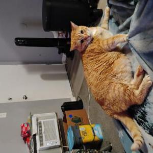Lost 2 Dexter (Michigan)