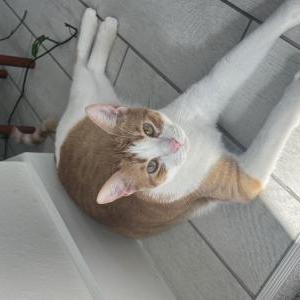 Image of Leo, Lost Cat