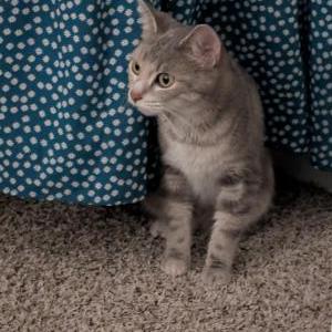 Lost 2 Daisy (Indiana)