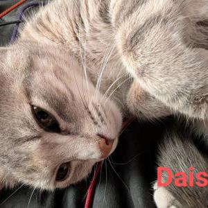 2nd Image of Daisy, Lost Cat