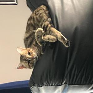 Image of Mimi, Lost Cat