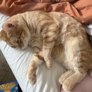 Image of Gilbert, Lost Cat