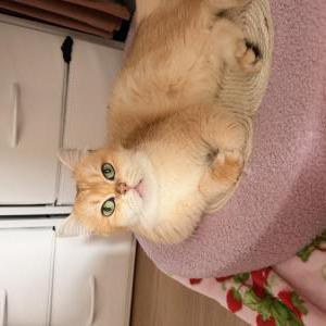 Found Cat Unsure (no collar)