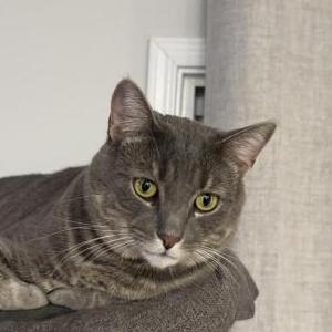 Image of Bean, Lost Cat
