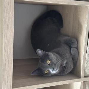 Image of Blueberry, Lost Cat