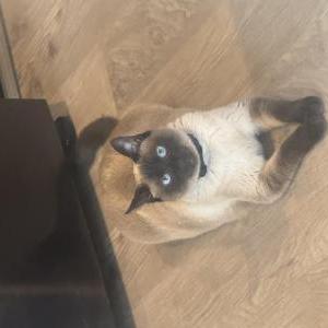 Image of Arya, Lost Cat