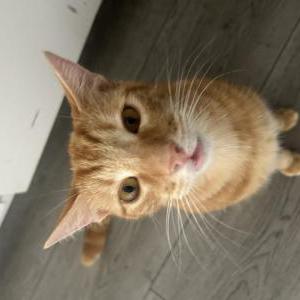 Image of Pumpkin, Lost Cat