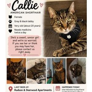 Image of Callie, Lost Cat