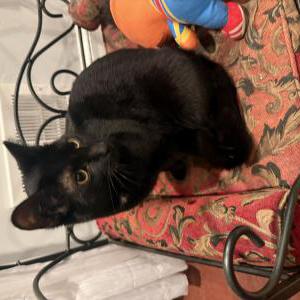 Lost Cat Luna